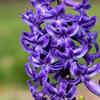 Hyacinth (Hyacinthus orientalis)