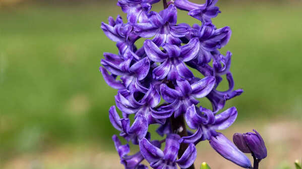 Hyacinth (Hyacinthus orientalis)