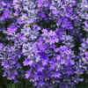 Lavender (Lavandula spp.)