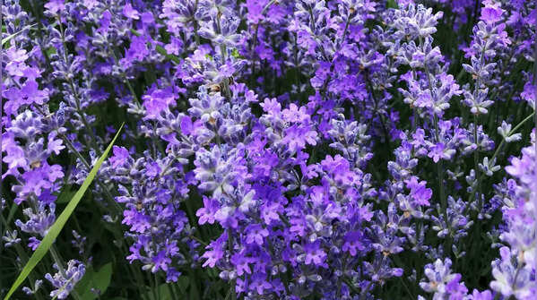 Lavender (Lavandula spp.)