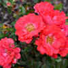 Roses (Rosa spp.)