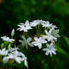 Jasmine (Jasminum spp.)