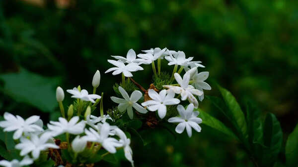 Jasmin