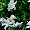 Gardenia (Gardenia jasminoides)