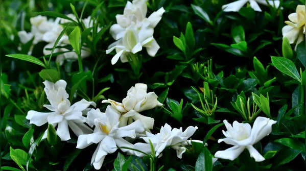 Gardenia (Gardenia jasminoides)