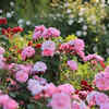 Article image for: 7 blooming beauties that add scent and style to your garden