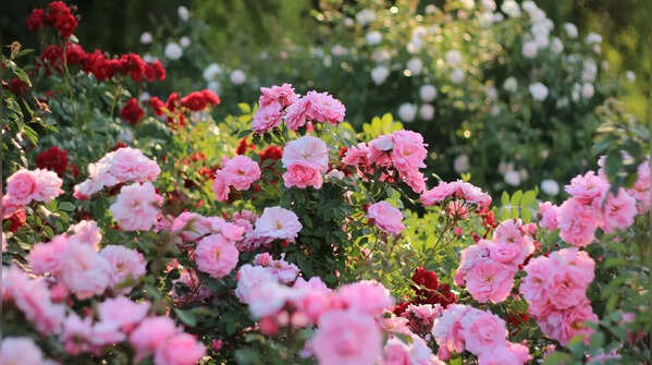 7 blooming beauties that add scent and style to your garden