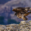 Indian Vultures
