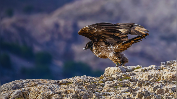 Indian Vultures