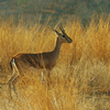 Chinkara (Indian Gazelle)