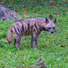 Striped Hyena