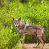 Indian Wolf
