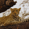 Indian Leopard