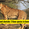 Article image for: Not just cheetahs: 5 lesser-known <i class="tbold">wildlife</i> species thriving in Kuno