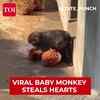 Article image for: Viral Baby Monkey 'Punch' Melts Hearts Carrying Toy At <i class="tbold">japan</i> Zoo