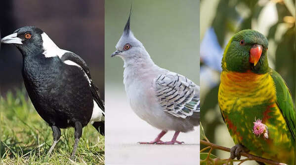 5 birds in the wild that can change gender
