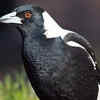 Australian magpie