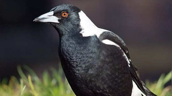 Australian magpie