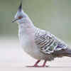 Crested pigeon