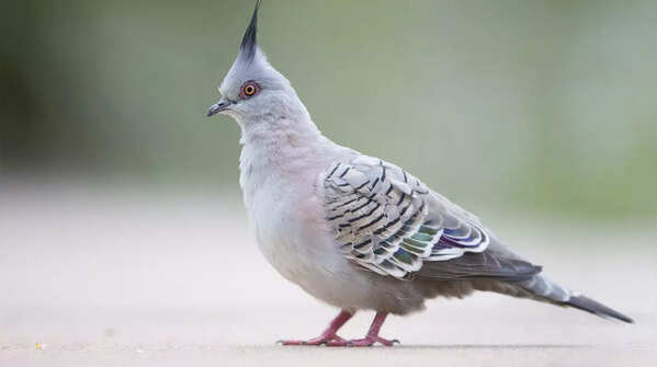 Crested pigeon