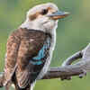 Laughing kookaburra
