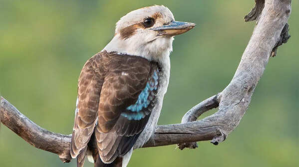 Laughing kookaburra
