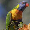 ​Rainbow lorikeet