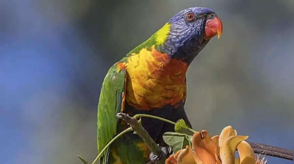 Rainbow lorikeet