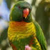 Scaly-breasted lorikeet