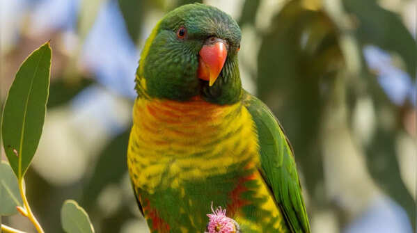 Scaly-breasted lorikeet