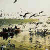 Article image for: Go birding in the <i class="tbold">urban</i> jungle of Delhi