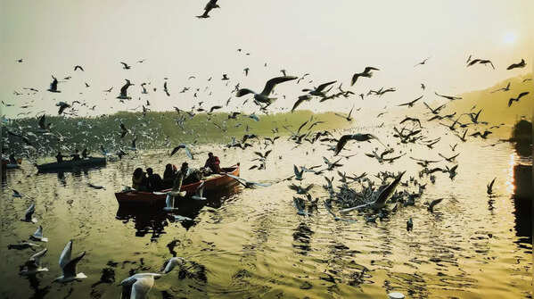 Go birding in the urban jungle of Delhi