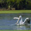 Bird Watching at Keoladeo National Park