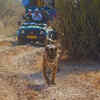 Article image for: 5 best wildlife experiences that prove <i class="tbold">Rajasthan</i> is more than forts and palaces