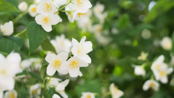 Jasmin