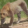 Article image for: Leopard movement near residential areas sparks call for ecological safeguards in Navi Mumbai