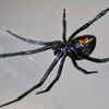 ​Black Widow Spider