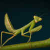 Praying Mantis