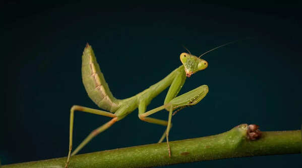 Praying Mantis