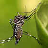 Female Mosquito