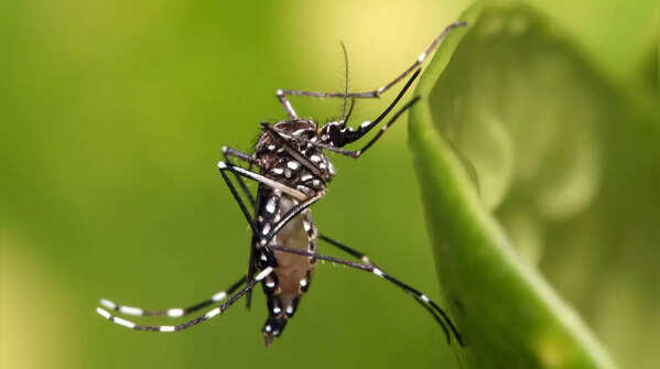 Female Mosquito