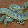 Green Anaconda