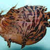 Anglerfish