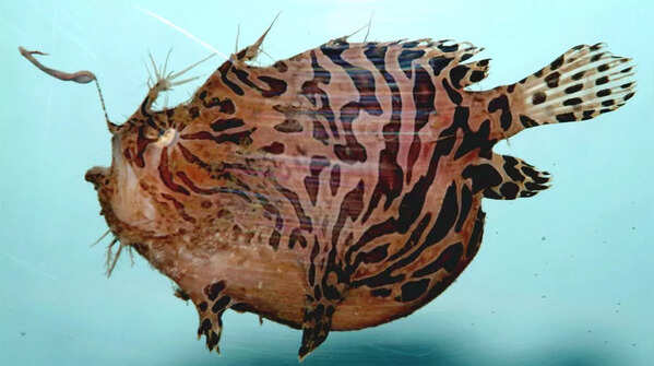 Anglerfish