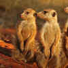 Meerkat