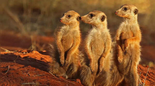 Meerkat