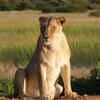 Lioness
