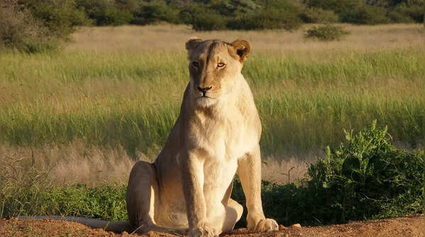 Lioness
