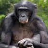 Bonobo