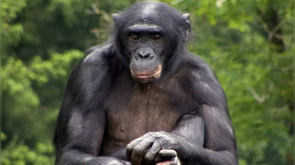 Bonobo